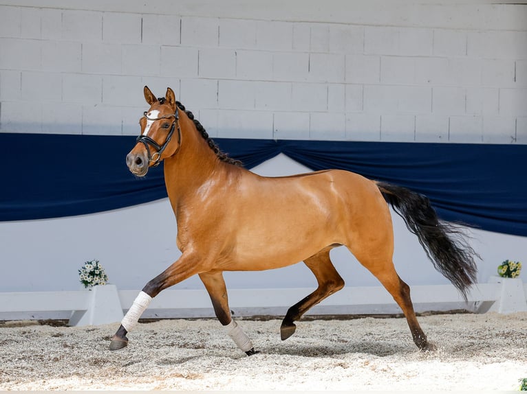 Deutsches Reitpony Stute 4 Jahre 146 cm Falbe in Marsberg