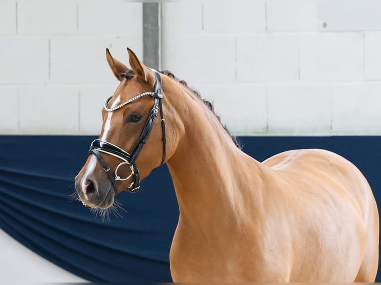 Deutsches Reitpony Stute 4 Jahre 146 cm Falbe in Marsberg
