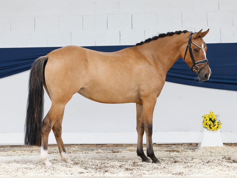 Deutsches Reitpony Stute 4 Jahre 146 cm Falbe in Marsberg