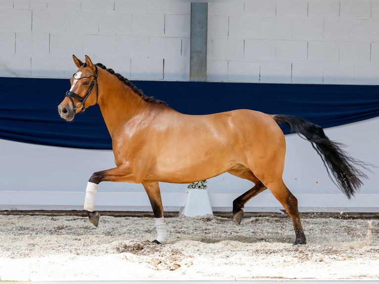 Deutsches Reitpony Stute 4 Jahre 146 cm Falbe in Marsberg