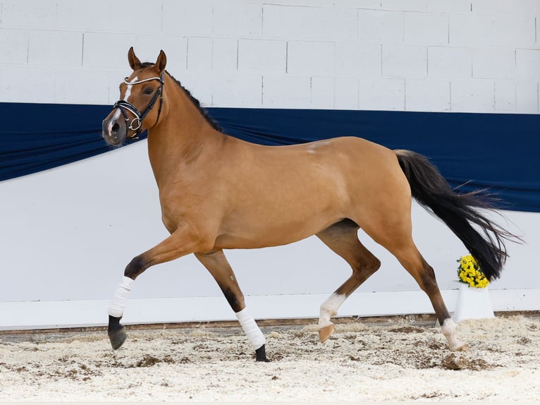 Deutsches Reitpony Stute 4 Jahre 146 cm Falbe in Marsberg