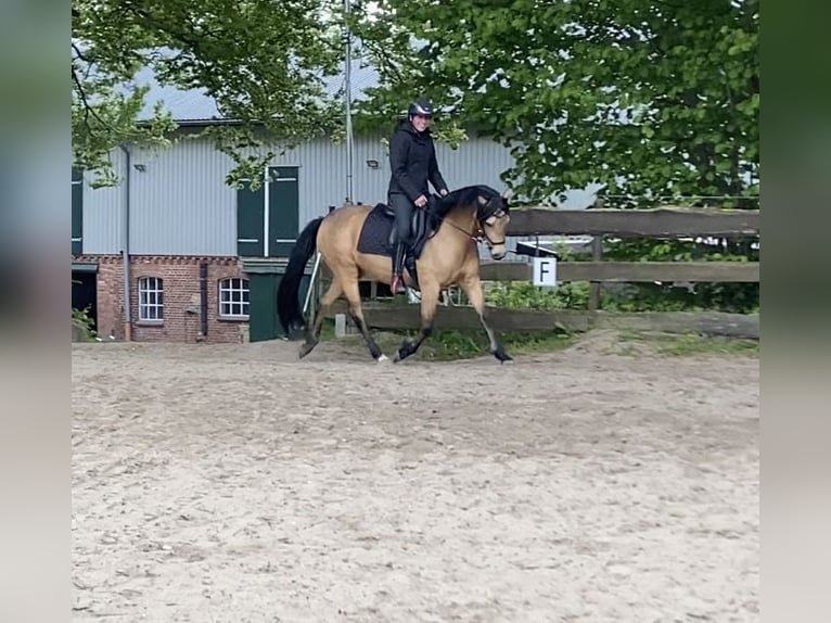 Deutsches Reitpony Stute 4 Jahre 146 cm Falbe in Tellingstedt