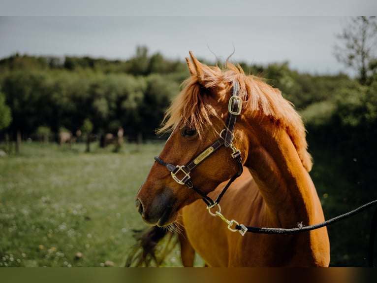 Deutsches Reitpony Stute 4 Jahre 146 cm Fuchs in Monschau