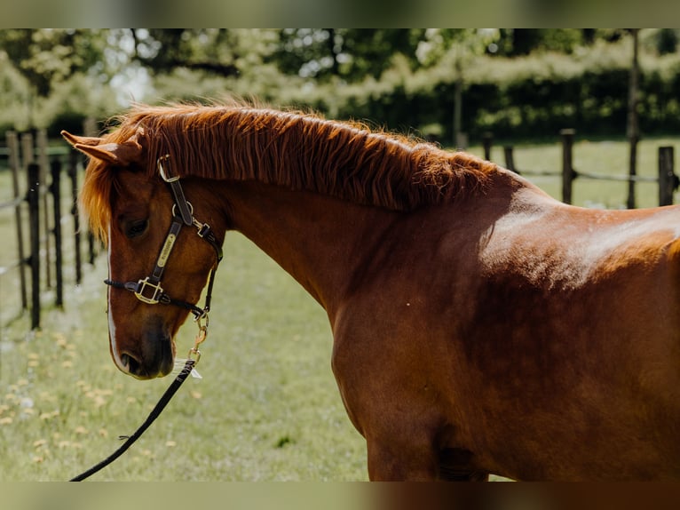 Deutsches Reitpony Stute 4 Jahre 146 cm Fuchs in Monschau