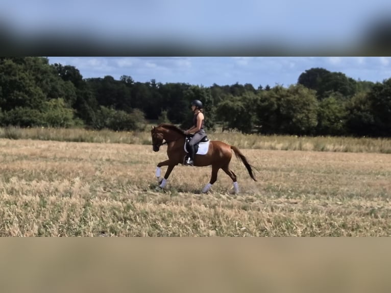 Deutsches Reitpony Stute 4 Jahre 146 cm Fuchs in Worpswede