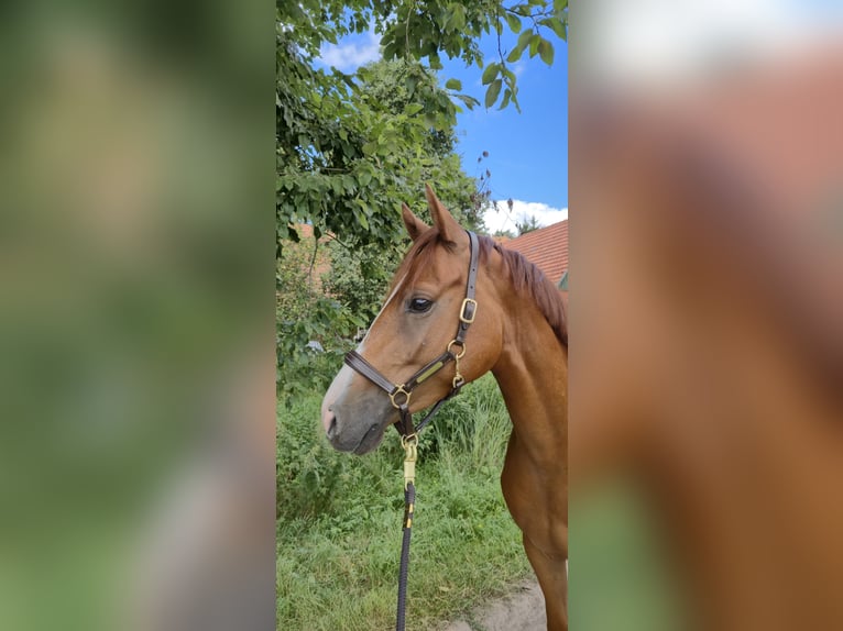 Deutsches Reitpony Stute 4 Jahre 146 cm Fuchs in Worpswede