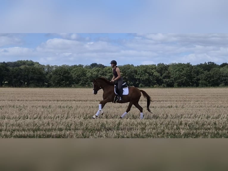 Deutsches Reitpony Stute 4 Jahre 146 cm Fuchs in Worpswede