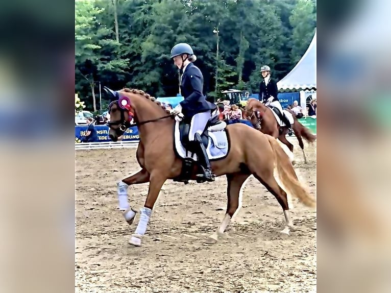 Deutsches Reitpony Stute 4 Jahre 146 cm Fuchs in Steinfeld (Oldenburg)