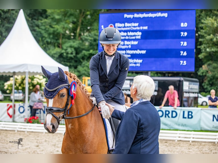 Deutsches Reitpony Stute 4 Jahre 146 cm Fuchs in Steinfeld (Oldenburg)