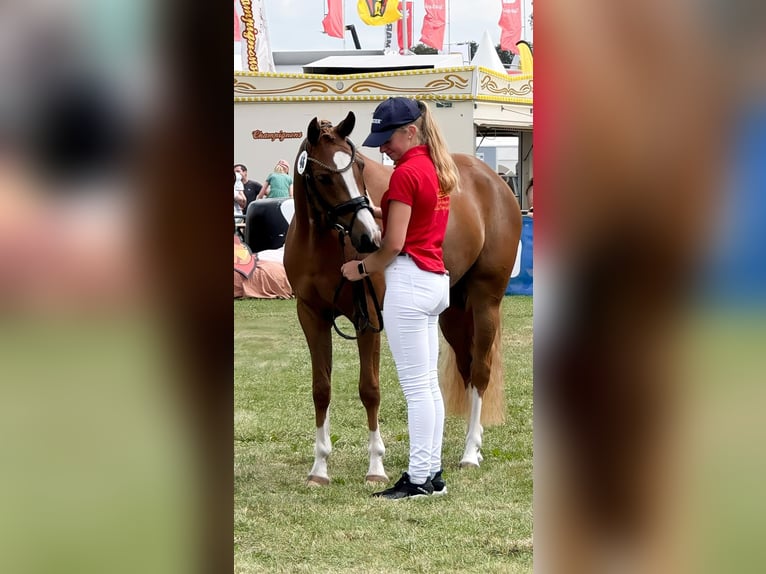 Deutsches Reitpony Stute 4 Jahre 146 cm Fuchs in Steinfeld (Oldenburg)