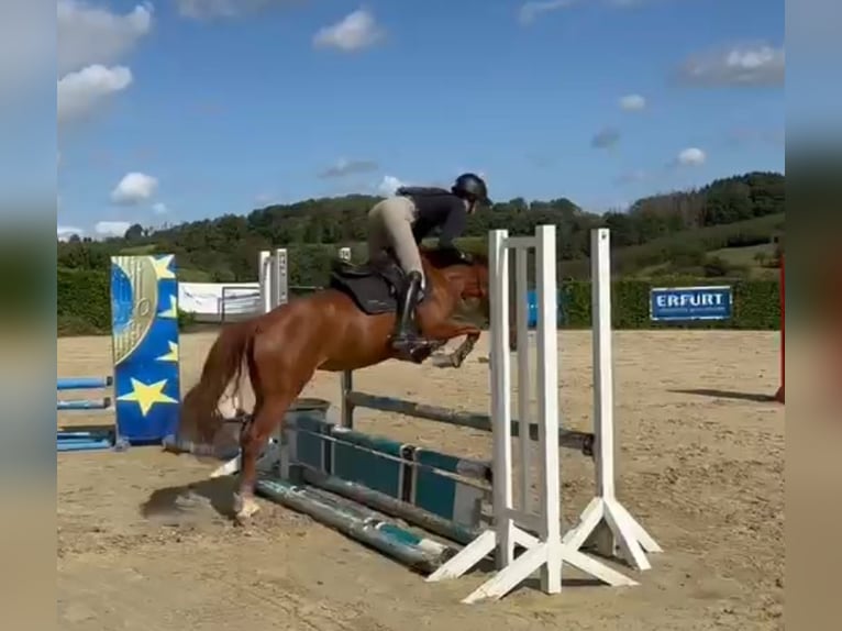 Deutsches Reitpony Stute 4 Jahre 146 cm Fuchs in Lindlar