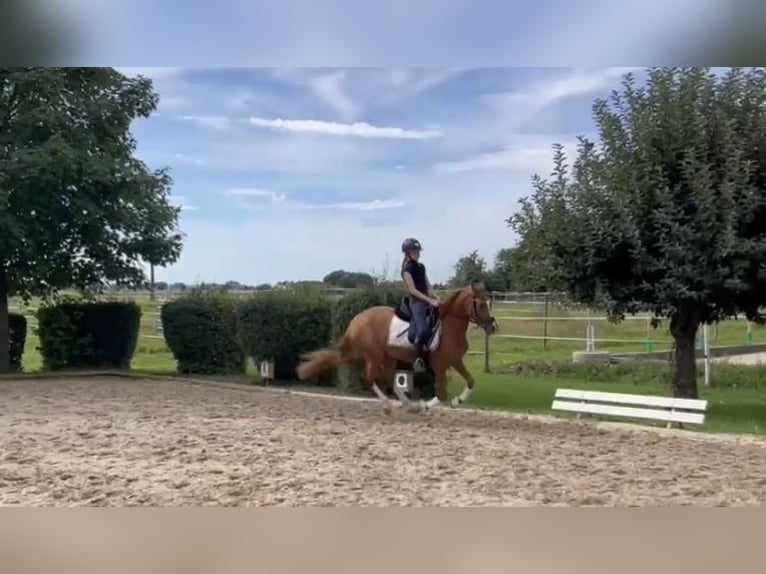 Deutsches Reitpony Stute 4 Jahre 146 cm Fuchs in Niederstotzingen