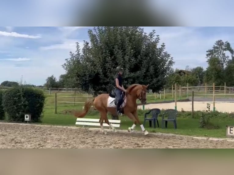 Deutsches Reitpony Stute 4 Jahre 146 cm Fuchs in Niederstotzingen