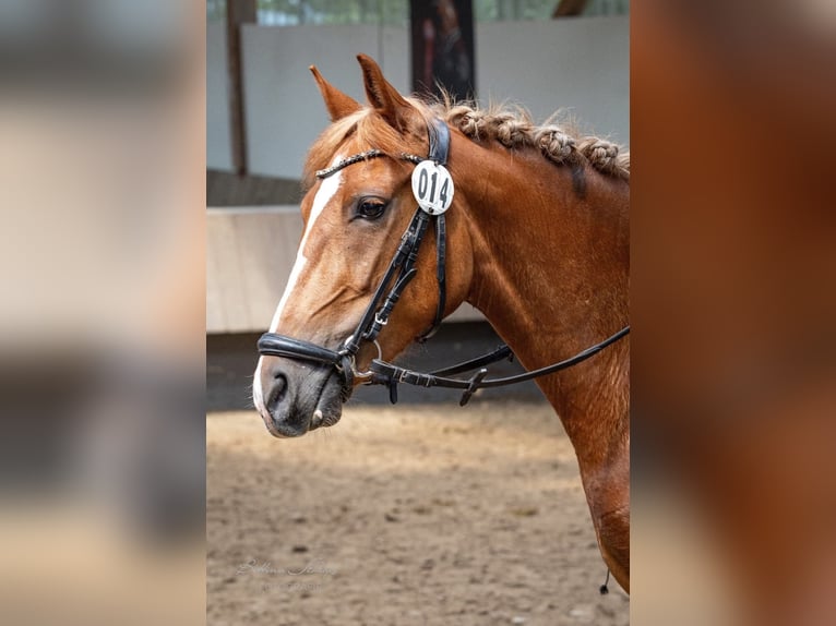 Deutsches Reitpony Mix Stute 4 Jahre 146 cm Fuchs in Wiesbaden