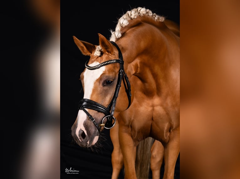 Deutsches Reitpony Stute 4 Jahre 146 cm Palomino in Herrenberg