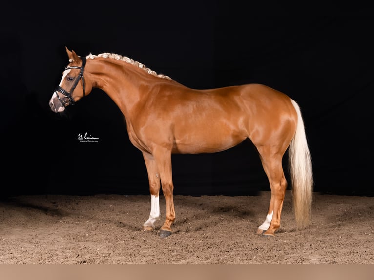 Deutsches Reitpony Stute 4 Jahre 146 cm Palomino in Herrenberg