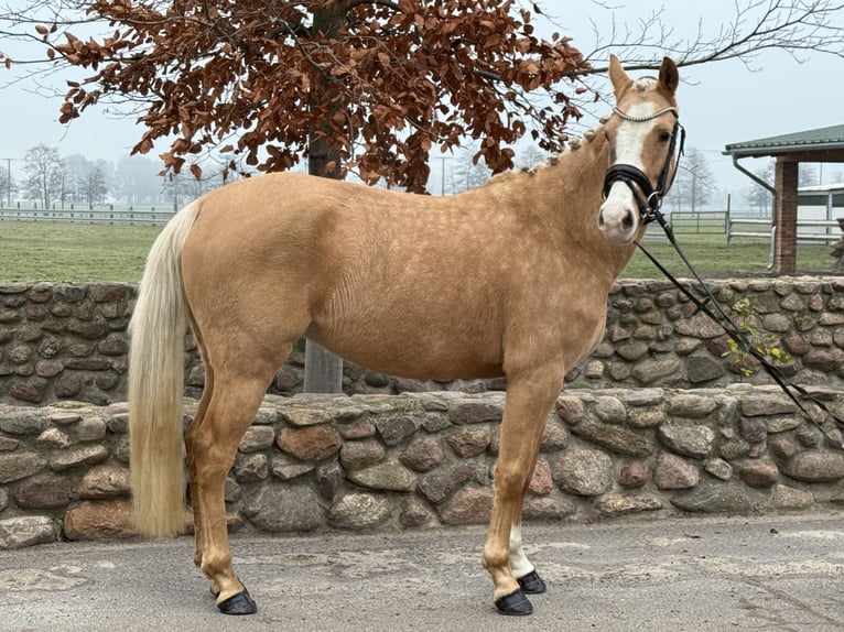 Deutsches Reitpony Stute 4 Jahre 146 cm Palomino in Trebbin