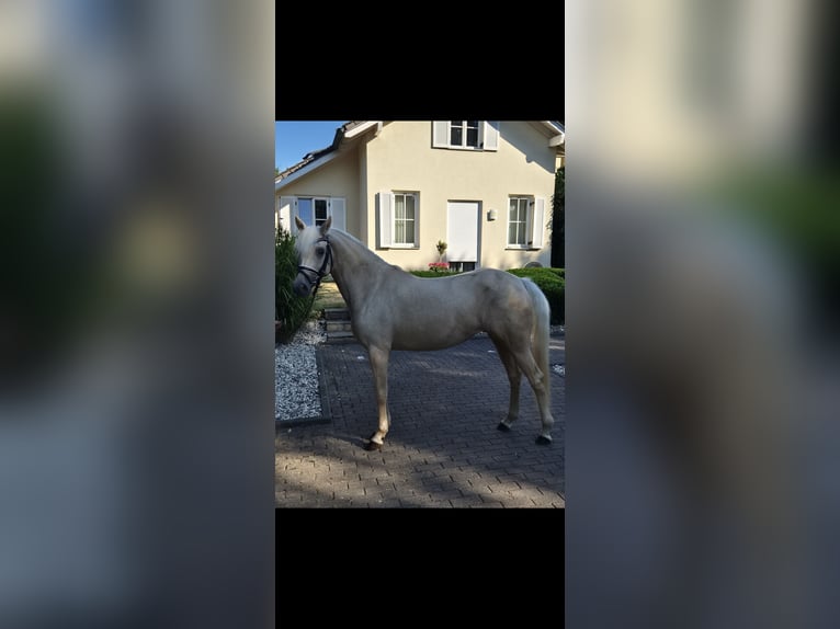 Deutsches Reitpony Stute 4 Jahre 146 cm Palomino in Willich