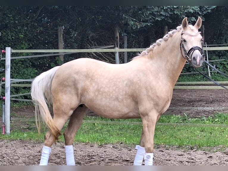 Deutsches Reitpony Stute 4 Jahre 146 cm Palomino in Gadebusch