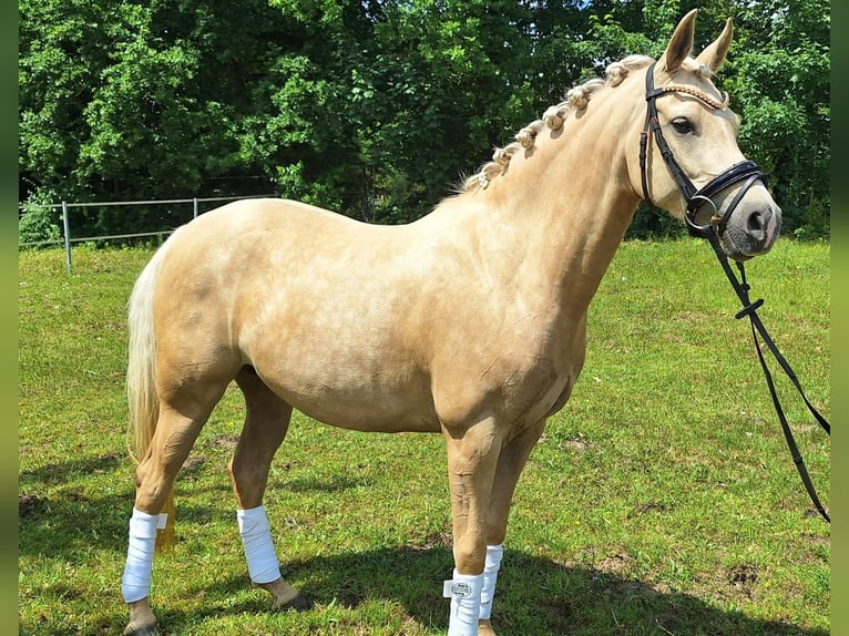Deutsches Reitpony Stute 4 Jahre 146 cm Palomino in Gadebusch