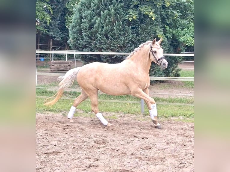 Deutsches Reitpony Stute 4 Jahre 146 cm Palomino in Gadebusch