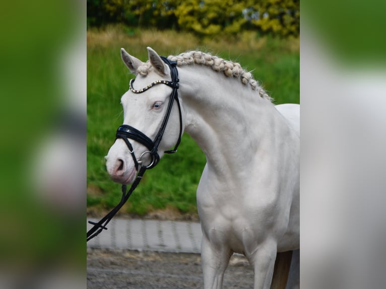 Deutsches Reitpony Stute 4 Jahre 146 cm Perlino in Fürstenau