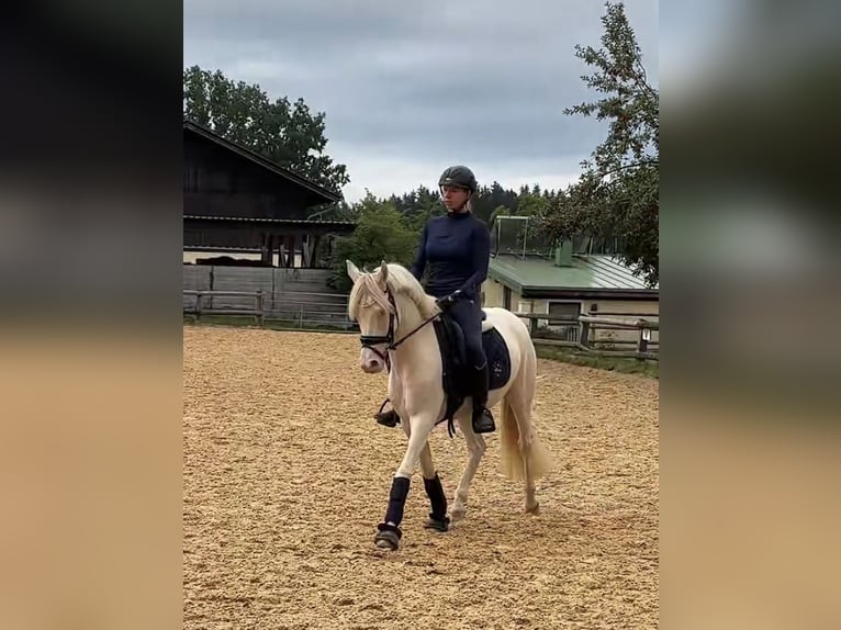 Deutsches Reitpony Stute 4 Jahre 146 cm Perlino in Weilheim in Oberbayern