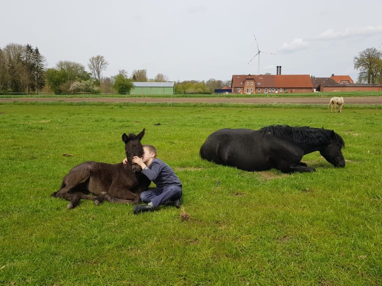 Deutsches Reitpony Stute 4 Jahre 146 cm Rappe in Twistringen