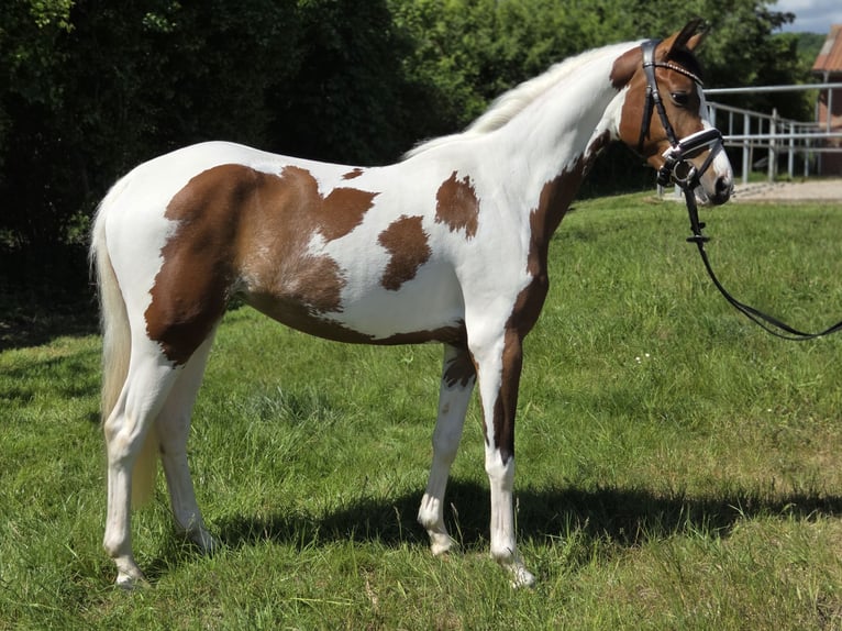 Deutsches Reitpony Stute 4 Jahre 146 cm Schecke in Pattensen