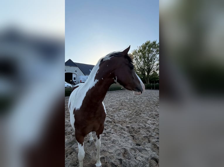 Deutsches Reitpony Stute 4 Jahre 146 cm Schecke in Augustenborg