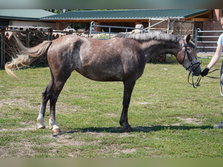 Deutsches Reitpony Stute 4 Jahre 146 cm Schimmel in Treuenbrietzen