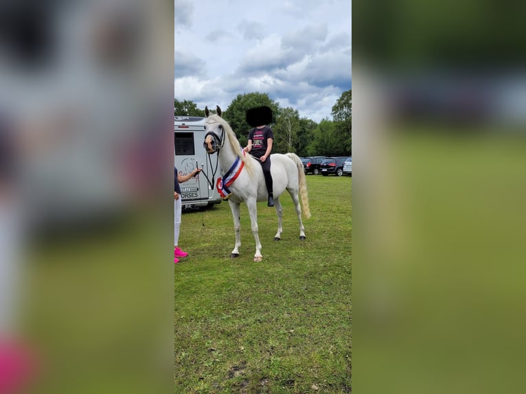Deutsches Reitpony Stute 4 Jahre 146 cm Schimmel in Todenb&#xFC;ttel