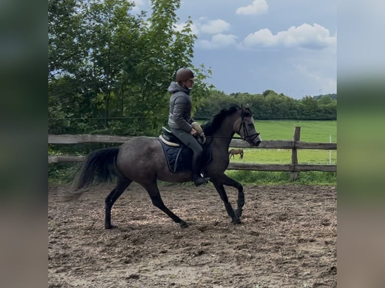 Deutsches Reitpony Stute 4 Jahre 146 cm Schimmel in Todenb&#xFC;ttel