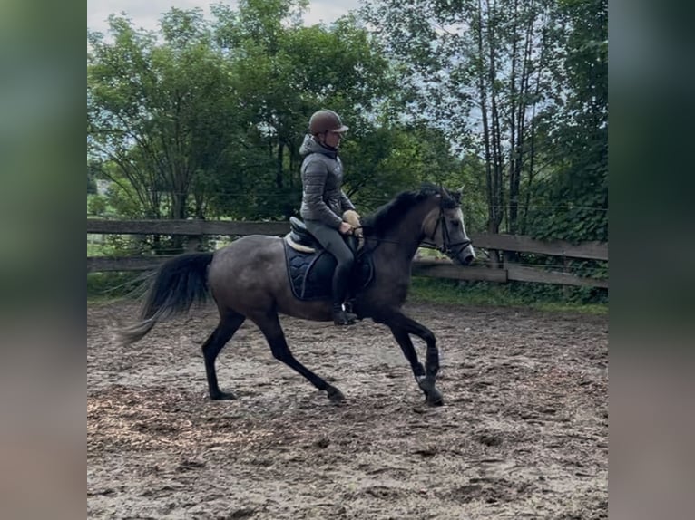 Deutsches Reitpony Stute 4 Jahre 146 cm Schimmel in Todenb&#xFC;ttel