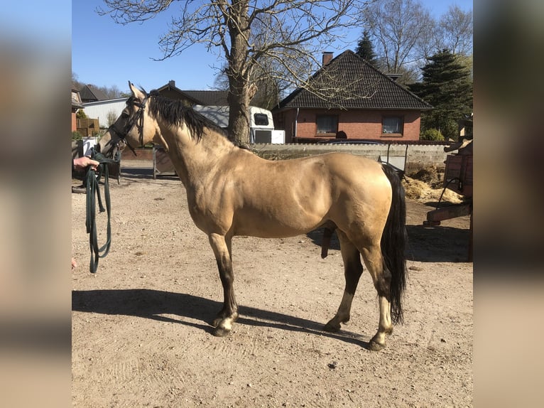 Deutsches Reitpony Stute 4 Jahre 146 cm Schimmel in Todenb&#xFC;ttel