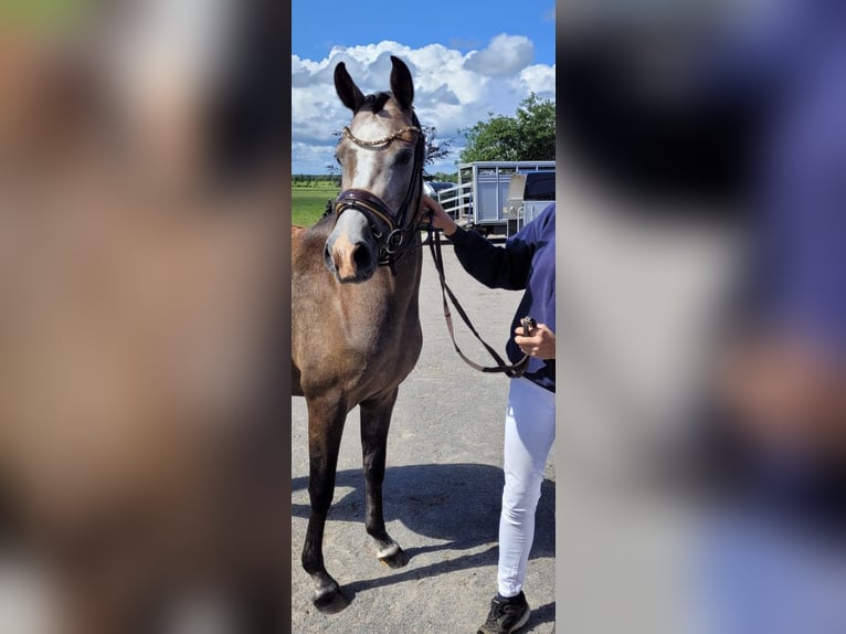 Deutsches Reitpony Stute 4 Jahre 146 cm Schimmel in Todenb&#xFC;ttel