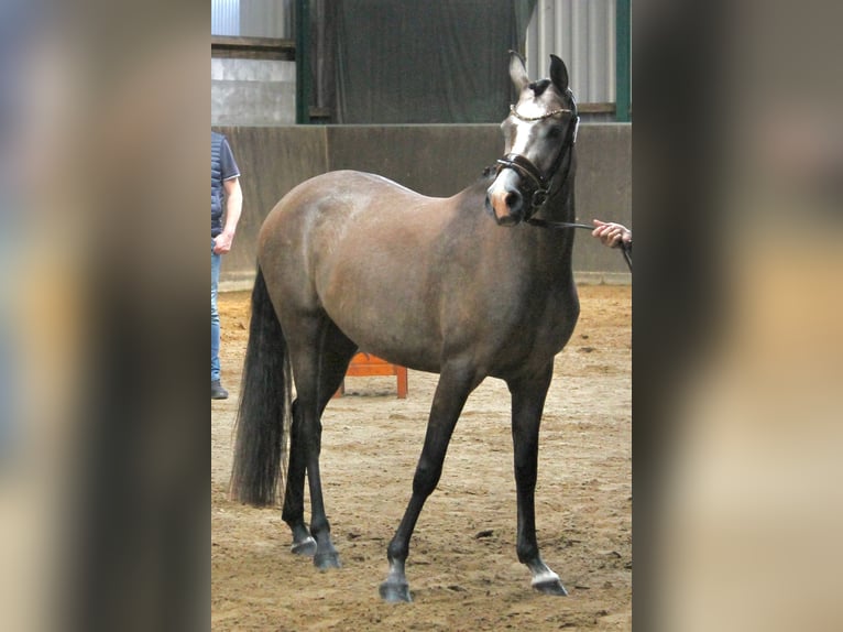 Deutsches Reitpony Stute 4 Jahre 146 cm Schimmel in Todenb&#xFC;ttel