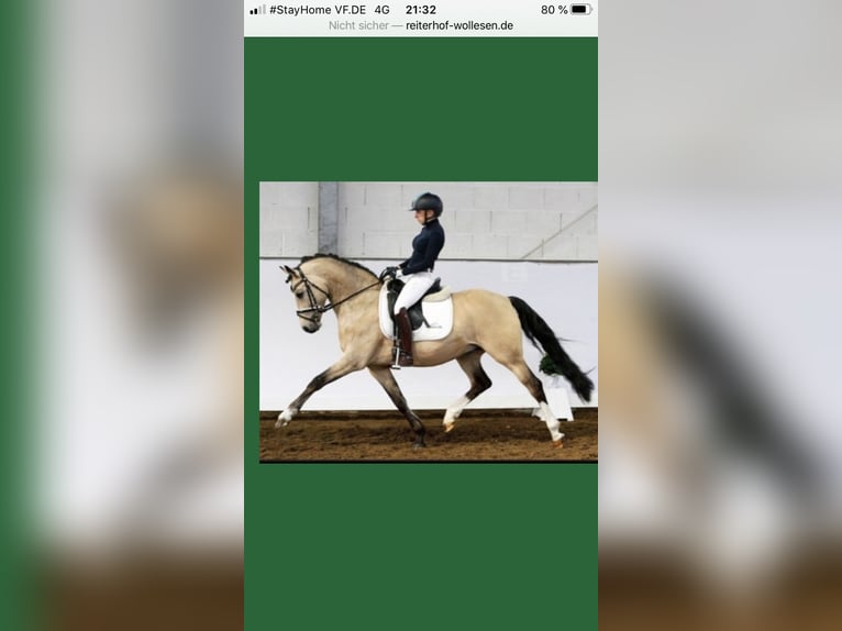 Deutsches Reitpony Stute 4 Jahre 146 cm Schimmel in Todenb&#xFC;ttel
