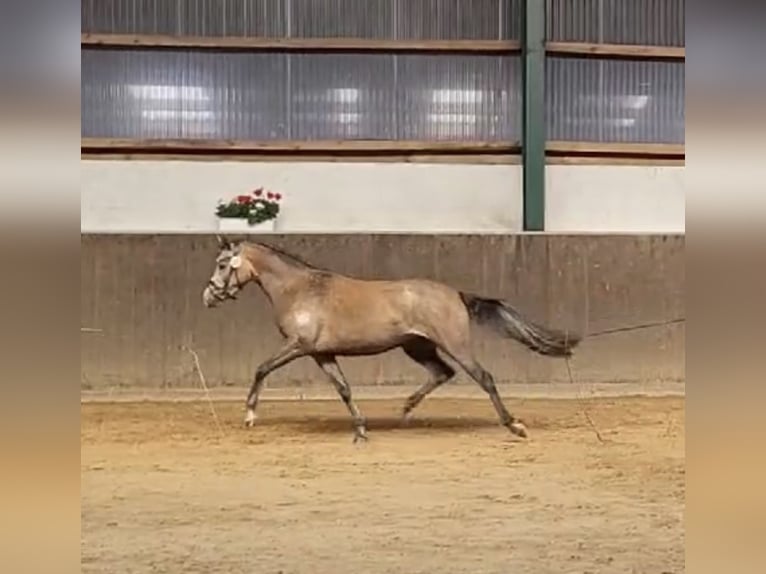 Deutsches Reitpony Stute 4 Jahre 146 cm Schimmel in Todenb&#xFC;ttel
