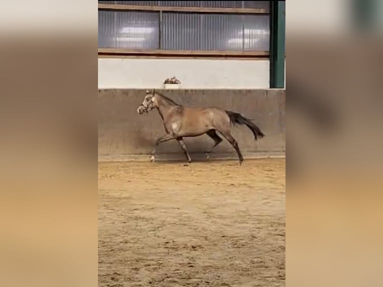 Deutsches Reitpony Stute 4 Jahre 146 cm Schimmel in Todenb&#xFC;ttel