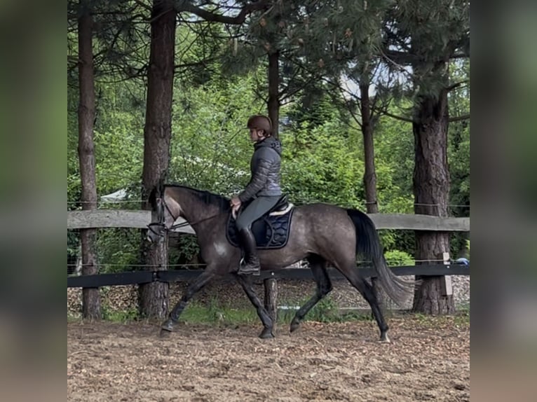 Deutsches Reitpony Stute 4 Jahre 146 cm Schimmel in Todenb&#xFC;ttel