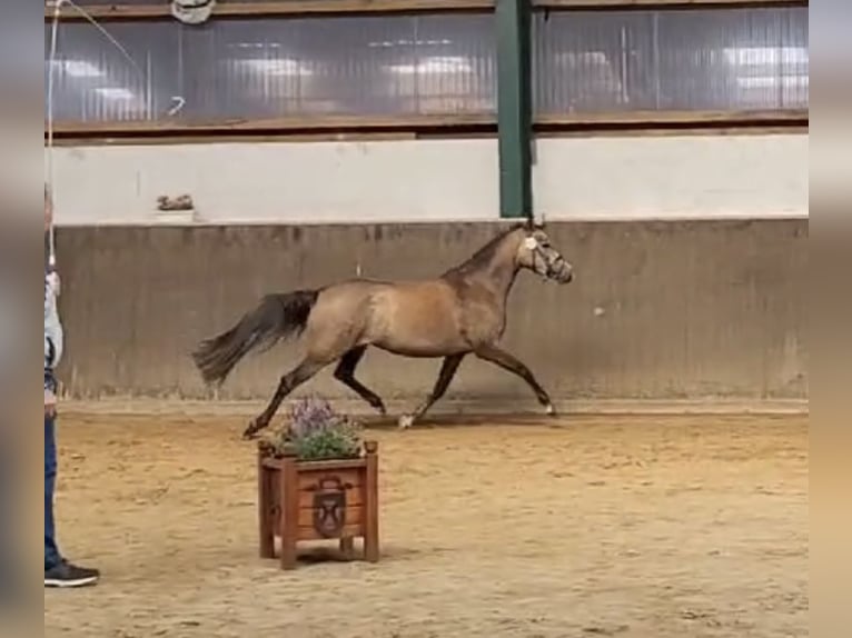 Deutsches Reitpony Stute 4 Jahre 146 cm Schimmel in Todenb&#xFC;ttel