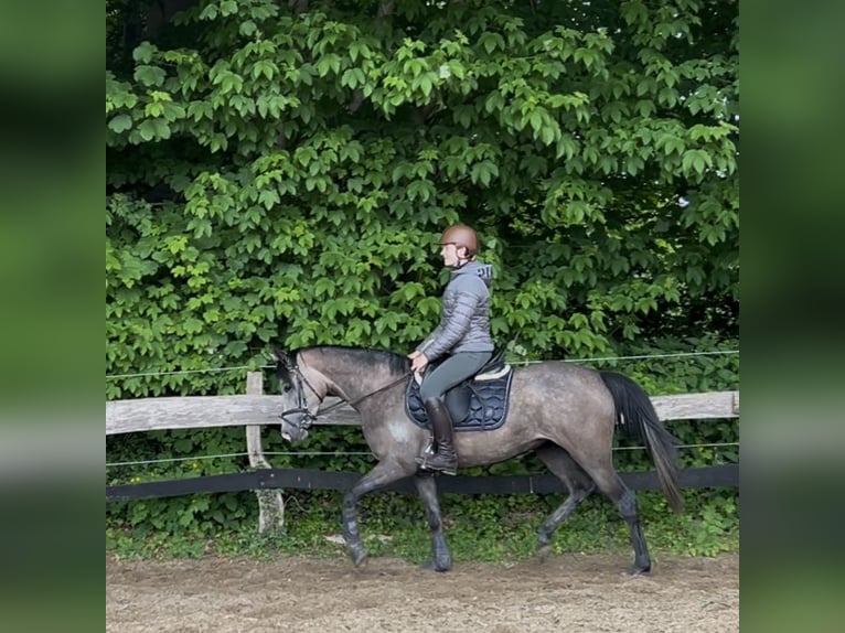 Deutsches Reitpony Stute 4 Jahre 146 cm Schimmel in Todenb&#xFC;ttel