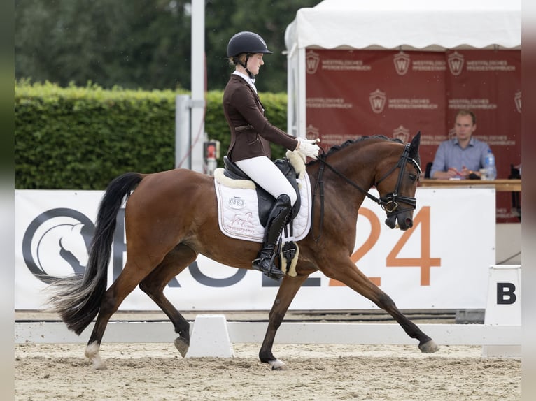 Deutsches Reitpony Stute 4 Jahre 147 cm Brauner in Lünen
