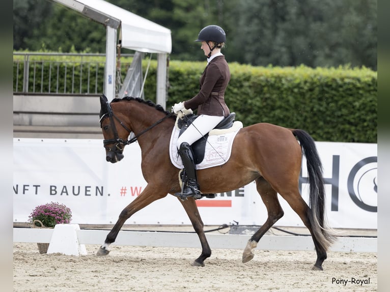Deutsches Reitpony Stute 4 Jahre 147 cm Brauner in Lünen