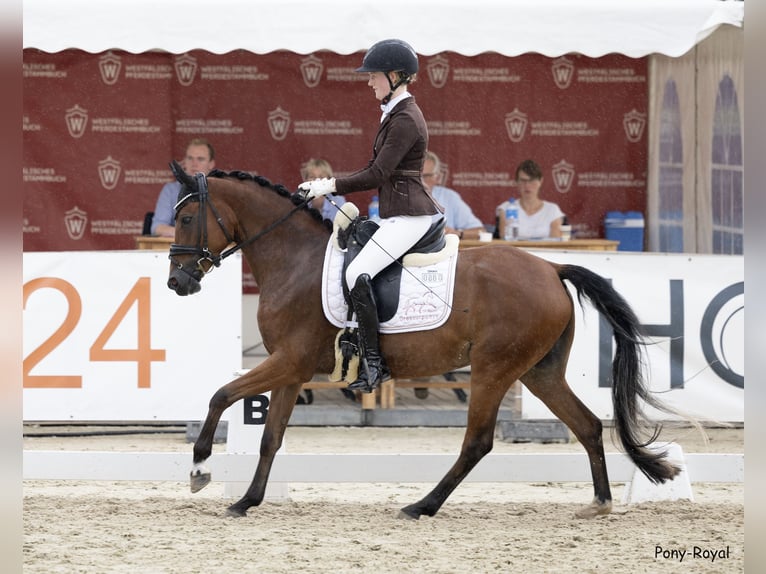 Deutsches Reitpony Stute 4 Jahre 147 cm Brauner in Lünen