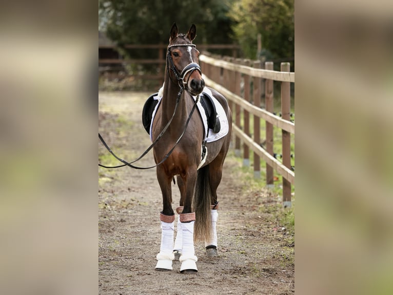 Deutsches Reitpony Stute 4 Jahre 147 cm Brauner in Lünen