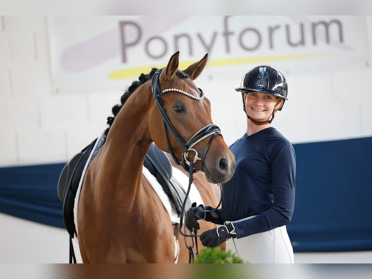 Deutsches Reitpony Stute 4 Jahre 147 cm Brauner in Marsberg