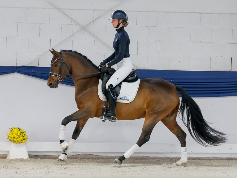 Deutsches Reitpony Stute 4 Jahre 147 cm Brauner in Marsberg