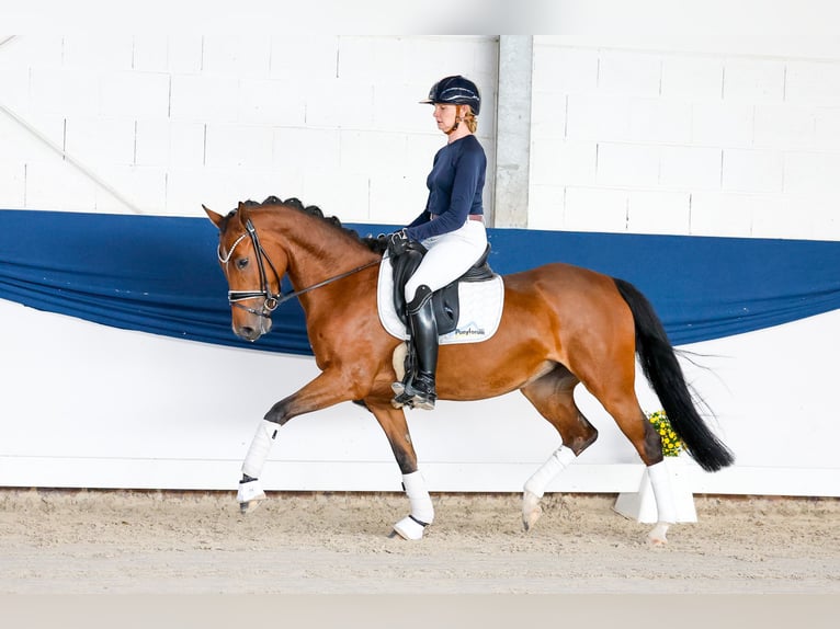 Deutsches Reitpony Stute 4 Jahre 147 cm Brauner in Marsberg